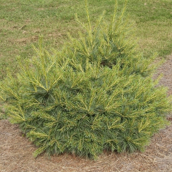 Pinus strobus 'Blue Shag' (035357)