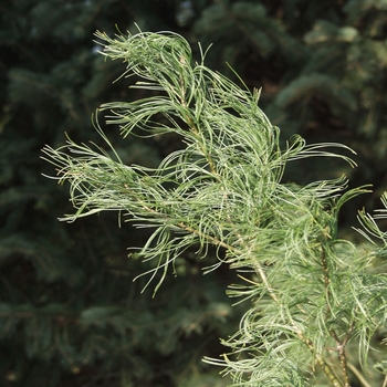 Pinus strobus 'Contorta' (035374)