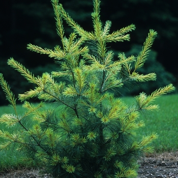 Pinus strobus 'Golden Candles' (035380)