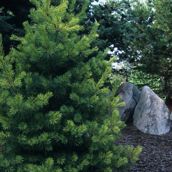 Pinus strobus 'Golden Candles' (035381)