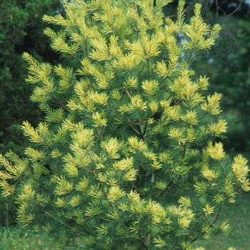 Pinus strobus 'Golden Candles' (035382)