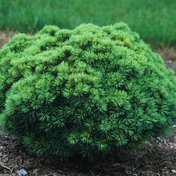 Pinus strobus 'Sea Urchin' (035406)