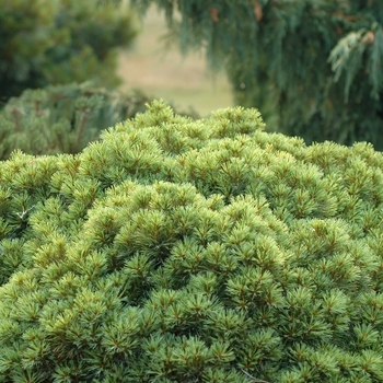 Pinus strobus 'Sea Urchin' (035408)