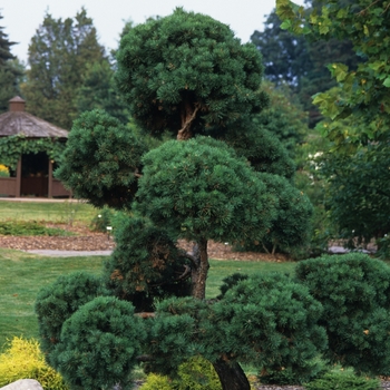 Pinus sylvestris '' (035420)