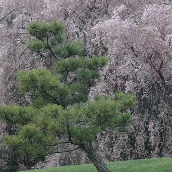 Pinus thunbergii '' (035479)