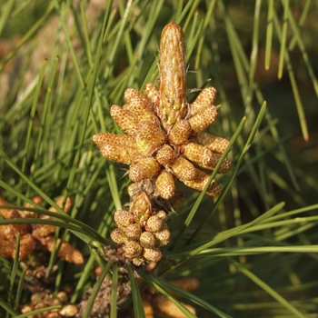 Pinus thunbergii '' (035481)