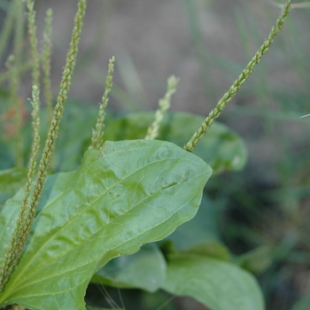 Plantago rugelii '' (035492)