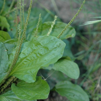 Plantago rugelii '' (035493)