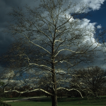 Platanus occidentalis '' (035494)