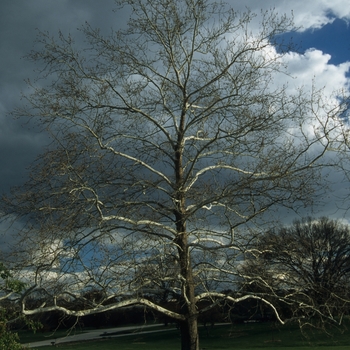 Platanus occidentalis '' (035495)