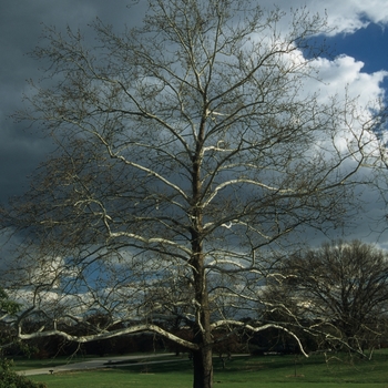 Platanus occidentalis '' (035496)