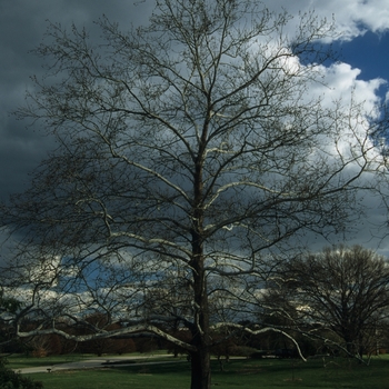 Platanus occidentalis '' (035497)