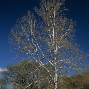 Platanus occidentalis '' (035498)