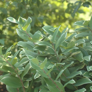 Polygonatum odoratum var. pluriflorum 'Variegatum' (035516)