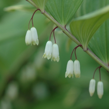 Polygonatum odoratum var. pluriflorum 'Variegatum' (035518)