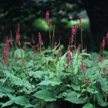 Polygonum amplexicaule 'Fire Tail' (035520)