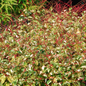 Polygonum virginianum 'Painter's Palette' (035528)