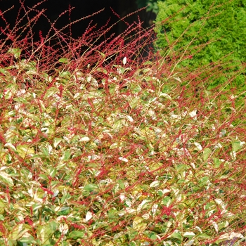 Polygonum virginianum 'Painter's Palette' (035529)