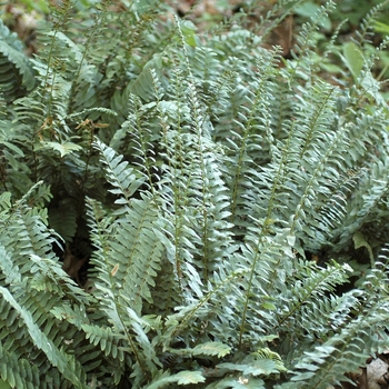 Polystichum acrostichoides '' (035530)