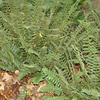 Polystichum acrostichoides '' (035531)