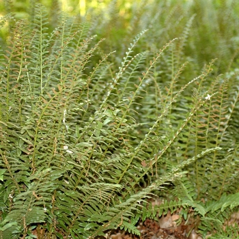 Polystichum acrostichoides '' (035532)