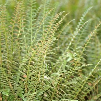 Polystichum acrostichoides '' (035533)