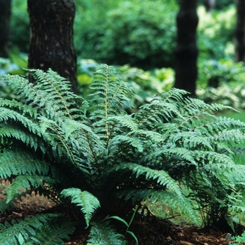 Polystichum braunii '' (035538)