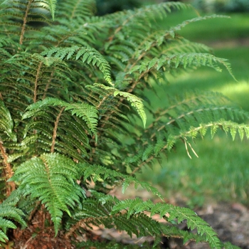 Polystichum braunii '' (035539)