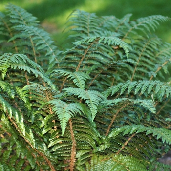 Polystichum braunii '' (035540)