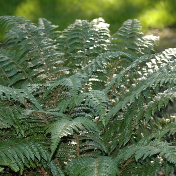 Polystichum braunii '' (035541)