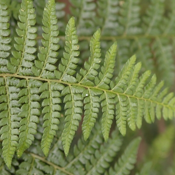 Polystichum braunii '' (035542)