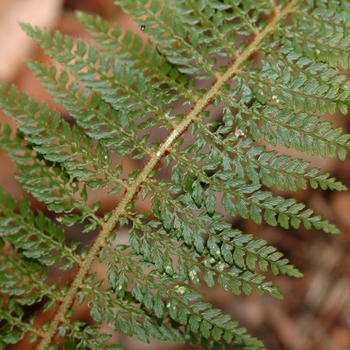 Polystichum setiferum 'Divisilobum' (035544)