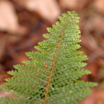 Polystichum setiferum 'Divisilobum' (035545)