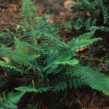 Polystichum setiferum 'Divisilobum' (035546)