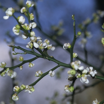 Poncirus trifoliata '' (035548)