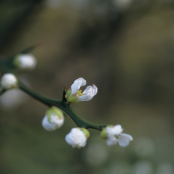 Poncirus trifoliata '' (035549)