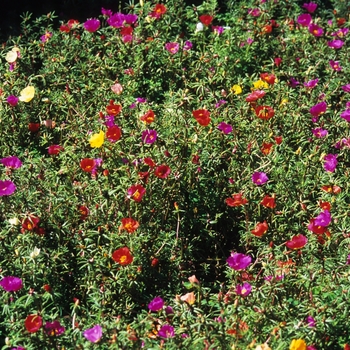 Portulaca grandiflora '' (035552)