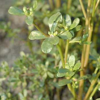 Portulaca neglecta '' (035554)