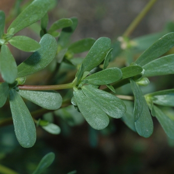 Portulaca oleracea '' (035556)