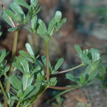 Portulaca oleracea '' (035557)