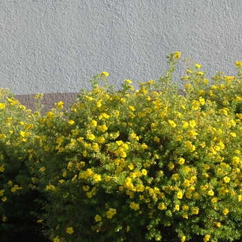 Potentilla fruticosa '' (035561)