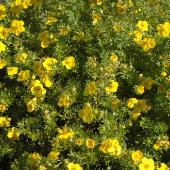 Potentilla fruticosa '' (035562)