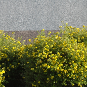 Potentilla fruticosa '' (035563)