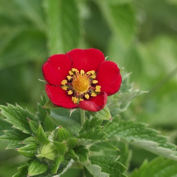 Potentilla atrosanguinea 'Flamenco' (035565)