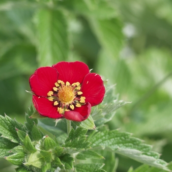 Potentilla atrosanguinea 'Flamenco' (035566)