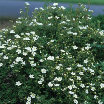 Potentilla fruticosa 'Abbotswood' (035567)