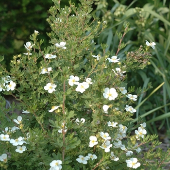 Potentilla fruticosa 'Abbotswood' (035571)