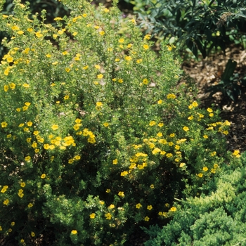 Potentilla fruticosa 'Gold Drop ('Farreri')' (035573)