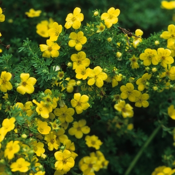 Potentilla fruticosa 'Gold Drop ('Farreri')' (035574)