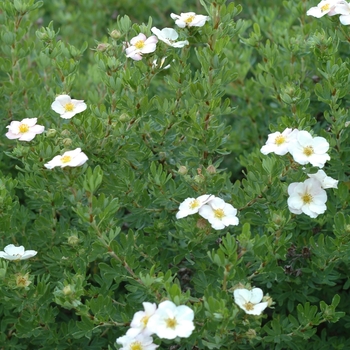 Potentilla fruticosa 'Pink Beauty' (035576)